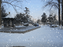 1.gif
